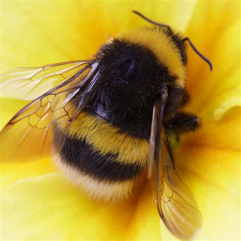 cute bee photos